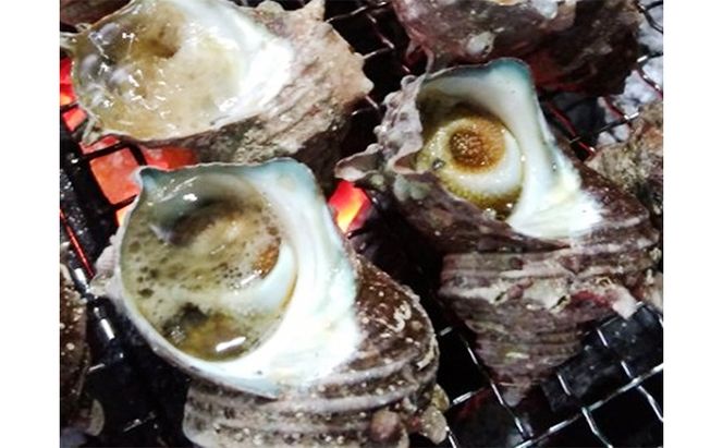 天然 岩ガキ 活さざえ セット 詰め合わせ 若狭湾産 カキ 牡蠣 活 さざえ サザエ 貝 貝類 魚介 魚介類 海鮮 海鮮セット 新鮮 福井 福井県 若狭町