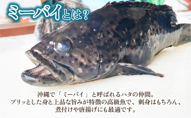 石垣島特産ミーバイ（ヤイトハタ）フィーレ KS-14