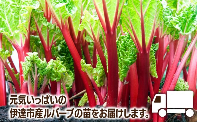 北海道 伊達市産 ルバーブ(苗) 2本｜国産 野菜 ジャム パイ お菓子作り 家庭菜園【kzh-019】