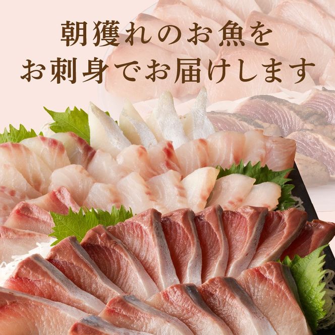 【12ヶ月定期便】大和海商　大和のこだわり漁師のお刺身　6人前 N072-YG0187_1