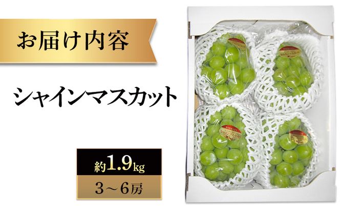 【8月31日（夏休み）までの期間限定価格!!】シャインマスカット　約1.9kg