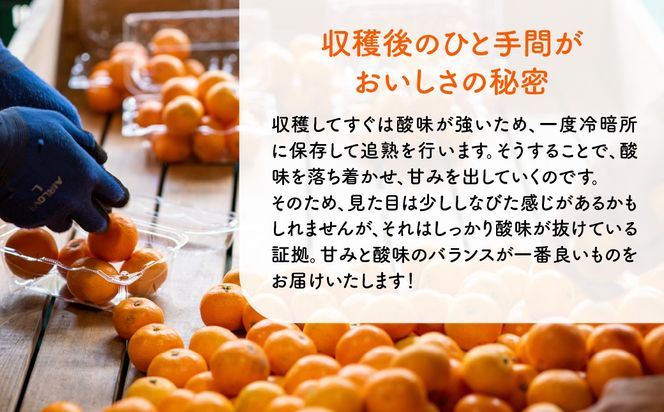 【先行予約】産地直送！愛媛県産ぽんかん 5kg（2027年1月上旬より順次発送） IKTF016