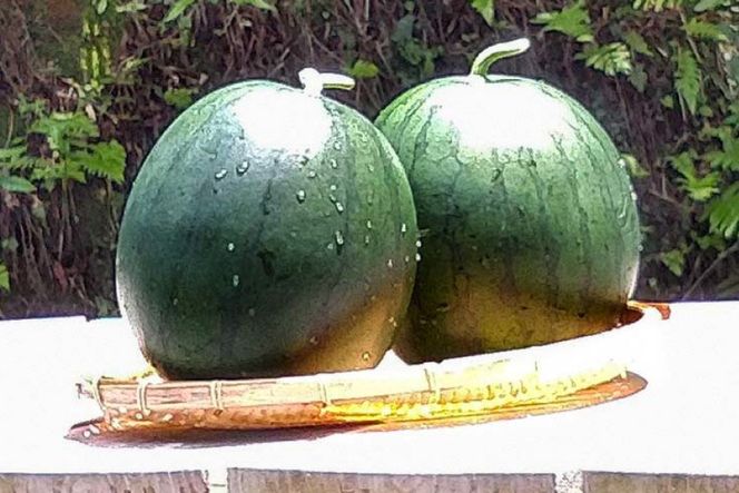 【令和8年度出荷分】BE275 黒小玉スイカ「ひとりじめBonBon」 5kg(1.7kg以上×2~3玉) ～名水百選の里 島原産～ [ Bunkou Farms 島原 合同会社 島原市 BE275 ]