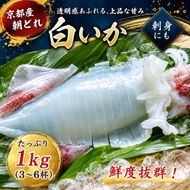 【2026年2月以降順次出荷】朝どれ 白いか 1kg（3～6杯）【 京都産 刺身 OK】[ イカ 剣先イカ 肴 人気返礼品 ] 魚貝類 