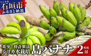 希少！特許製法で作るシリカ水で栽培する特別な「島バナナ」【ふるさと納税 沖縄県石垣市 沖縄 石垣市 石垣島 希少 無農薬 バナナ ばなな 離島のいいもの 沖縄いいもの石垣島 】OI-6