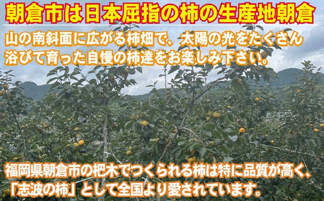 先行予約 志波の富有柿 家庭用 M～2Lサイズ×約12個入 ※配送不可：離島 果物 フルーツ 秋の味覚 おやつ デザート 産地直送 ブランド 柿の王様 福岡県産 朝倉市産