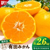 《2026年11月上旬～11月中旬頃までに順次発送予定》【2026年先行予約】【数量限定】有田みかん 極早生 約2.6kg 訳あり_TR1001