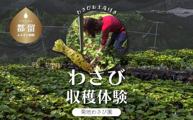 わさび収穫体験（わさびお土産付き） BZ003