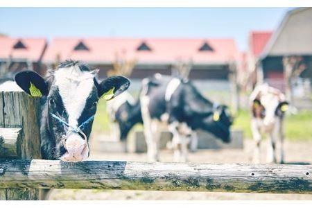 【定期便】搾りたての牛乳のような低温殺菌ノンホモ牛乳伊都物語4本入り《糸島》【週1回全4回お届け】【みるくぷらんと】《糸島》[AFB005] 牛乳 ミルク 成分無調整 生乳 ギフト プレゼント 贈答 毎週