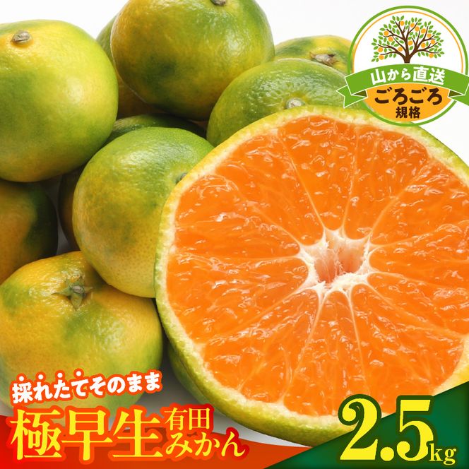 【2026年先行予約】みかん 極早生 山から直送 箱込 2.5kg ( 内容量 2.3kg ) 採れたてそのままごろごろ規格 有田みかん 和歌山県産_MK1081