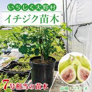 イチジク苗木7号ポット（バナーネ）【苗木 観葉 植物 いちじく 自宅 ポット茨城県 鹿嶋市】（KAE-10）