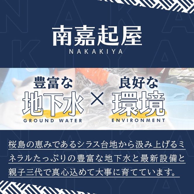 【0085704a】＜おためし＞大隅産鰻のきざみうなぎ弁当(冷凍品)(1食分・計240g) うなぎ 高級 ウナギ 鰻 きざみ鰻 国産 ごはん ご飯 お米 おかず 鹿児島 ふるさと レンチン 電子レンジ 【南嘉起屋】