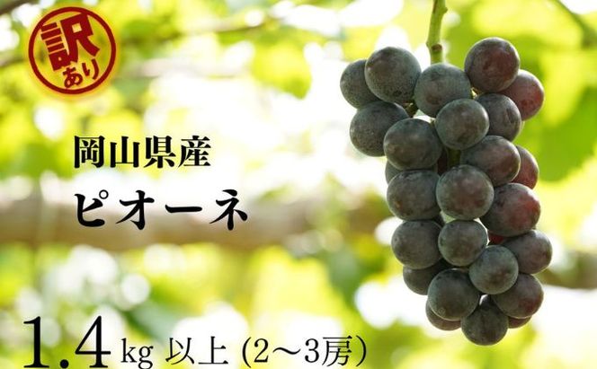 訳あり ニューピオーネ 2～3房 合計1.4kg以上 産地直送 朝採れ ぶどう 葡萄 岡山 Kawahara Green Farm 岡山県産 2026年 