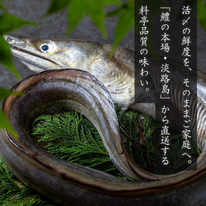 活〆淡路島産 鱧 （はも） 骨切り 【鮮度自慢】 1kg（500ｇ×2袋） 冷凍