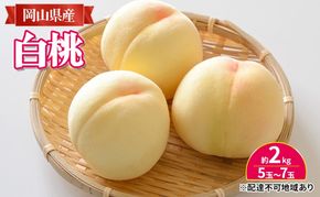 桃 【2026年 先行予約】 岡山 白桃 約2kg入り（5玉～7玉） もも モモ 岡山県産 国産 フルーツ 果物 ギフト