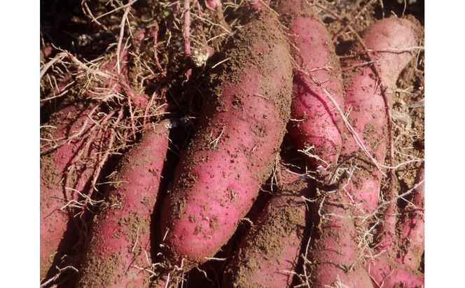 干し芋400ｇ（200g×2袋）自然栽培のべにはるか 312011_EE003