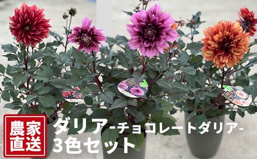 ダリア（チョコレートダリア）3色セット【農家直送】 | 植物 お花 花 鉢 鉢花 花鉢 フラワー ギフトプレゼント 贈り物 珍しい 育てやすい かわいい 可愛い キレイ おしゃれ オシャレ シック 送料無料 岐阜県 瑞穂市 ※北海道・沖縄・離島への配送不可