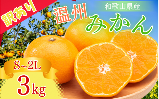 【先行予約】訳あり品 温州みかん 「おてんば娘」3kg(早生・中生・晩稲)【S～2Lサイズおまかせ】【2024年10月中旬～2025年1月中旬頃までに順次発送】＜味好農園＞/みかん 蜜柑 柑橘 温州みかん 訳あり 果物 フルーツ 【agy016】