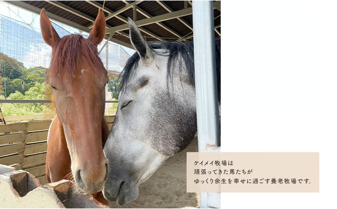 馬 の ふれあい体験 チケット 1枚(1名様分) 体験 うま ケイメイ牧場[№5735-1875]