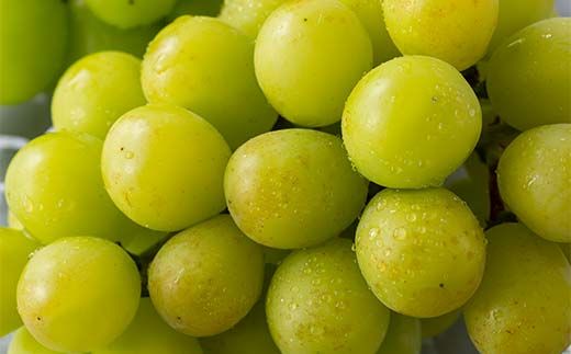 FYN6-060 《2026年先行予約》 ご家庭用 山形県産 シャインマスカット ピオーネ 2種詰合せ 約1.6kg(2～4房) 2026年8月下旬から順次発送 種無し ぶどう 葡萄 ブドウ マスカット 大粒 秋果実 果物 くだもの フルーツ 訳あり ワケアリ 家庭用 自宅用 産地直送 山形県 西川町 月山