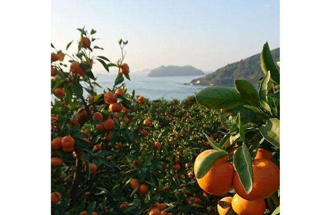 【先行受付】【数量限定】南柑20号（生果）10kg（2025年12月上旬頃より順次発送）IKTQ003