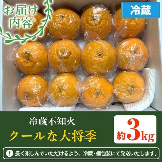 ＜先行予約受付中！2026年4月上旬以降順次発送予定＞数量限定！冷蔵不知火「クールな大将季」(計約3kg) 国産 みかん ミカン 柑橘 フルーツ 果物 旬 デザート 数量限定 阿久根市産 露地 しらぬい シラヌイ 冷蔵 期間限定 クール【三笠農業生産】akn051-06
