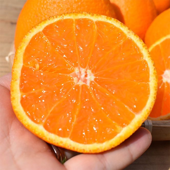 ZE6377n_有田の不知火(しらぬひ) 5kg　18～24玉　（M～2Lサイズ）まごころ手選別