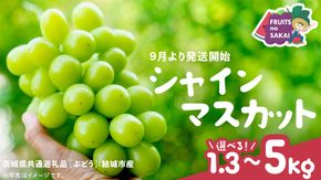 ＼ 選べる内容量 ／ シャインマスカット 1.3kg（約2房）2kg（約4房）5kg（約8～12房）【2025年9月より発送開始】（茨城県共通返礼品 [ぶどう]：結城市産）