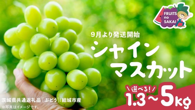 ＼ 選べる内容量 ／ シャインマスカット 1.3kg（約2房）2kg（約4房）5kg（約8～12房）【2025年9月より発送開始】（茨城県共通返礼品 [ぶどう]：結城市産）