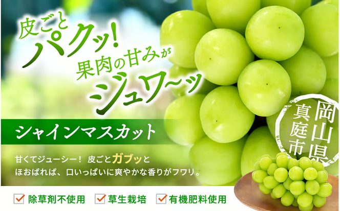 【2026年先行予約】 シャインマスカット&ニューピオーネ 1kg～1.5kg（2房） 2026年9月中旬～ 受付順に発送予定 贈答用にも 花笑み農園 ぶどう 岡山 真庭 ピオーネ 詰め合わせ 食べ比べ シャインマスカット 【hana007-03】