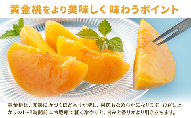 【2027年発送先行予約】ご家庭用 岡山県産 黄金桃 約1.5kg 5～6玉 晴れの国おかやま館 (つむぐ株式会社) 《2027年8月下旬-9月上旬頃出荷》岡山県 笠岡市 フルーツ 果物 果実 訳あり 桃 黄桃 もも モモ【配送不可地域：離島】---H-108---