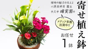 【 確実園 オリジナル 】 寄せ植え（おまかせ1点） ガーデニング 花 はな フラワー 鉢 鉢植え [BG003us]