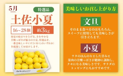 【6回定期便】文旦＆小夏バラエティ定期便 土佐の柑橘フルコース〈水晶文旦・温室文旦・土佐文旦・甘熟とさ小夏・土佐小夏〉/ 文旦 ぶんたん ブンタン 土佐文旦 水晶文旦 温室文旦 柑橘 フルーツ 果物 くだもの 定期便【白木果樹園】 [BQAI062]