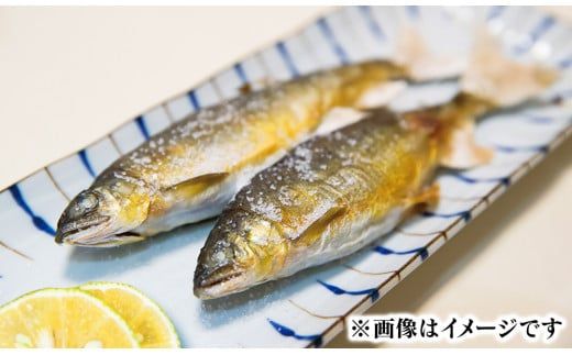 若鮎1㎏【冷凍】 N070-YA3369_2