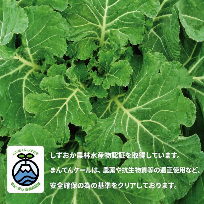 まんてんケール 　冷凍カットケールセット 野菜 冷凍野菜 食べやすい スムージー ソテー 炒め物 食材 食卓