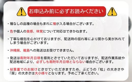 ナガノパープル 約2kg (約3～6房) 《黒岩果樹園》■2025年発送■※8月下旬頃～9月下旬頃まで順次発送予定