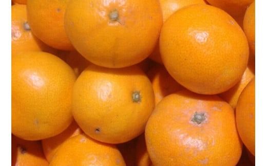 【訳あり】農家直送 有田みかん 約7.5kg ご家庭用 サイズ混合 ※11月中旬から1月中旬までに順次発送予定 （お届け日指定不可）※北海道・沖縄・離島への配送不可 訳ありみかん みかん ミカン 蜜柑 柑橘 フルーツ 果物 くだもの 温州みかんサイズ混合 訳ありみかん 温州みかん 有機質肥料100% ふるさと納税 柑橘 有田 産地直送【nuk157E】