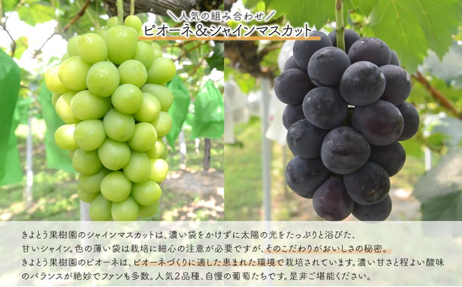 【2026年先行予約】量より質！桃5-7玉とピオーネ＆シャインマスカット大２房の上級品(定期便)(岡山県産)【KF-T056-04】