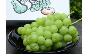 鳥取市産ぶどう 瀬戸ジャイアンツ 312011_AP001