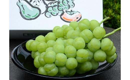 鳥取市産ぶどう 瀬戸ジャイアンツ 312011_AP001