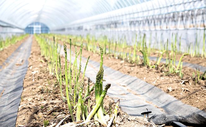 【2027年4月上旬より発送】北海道 富良野産 グリーンアスパラガス サイズ無選別品 約2kg 約60～80本(松本農園) 野菜 新鮮 直送 朝採り アスパラガス 道産 北海道 ふらの