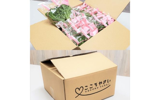 アノレタス（リーフレタス）新鮮シャキシャキ 栽培期間中無農薬低カリウムレタス 24袋セット【kkry0002】