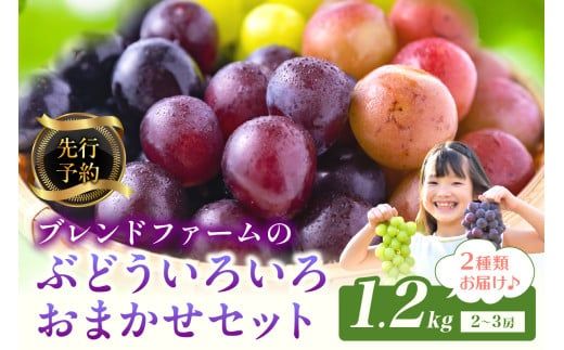 [先行予約]ブレンドファームのぶどういろいろおまかせセット(2026年8月下旬〜発送)