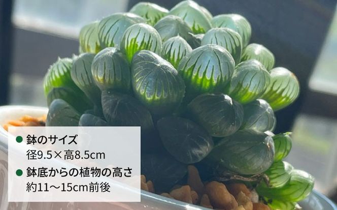 キラキラ輝く砂漠の宝石 『ハオルチア・オブツーサ』 糸島市 / cocoha?観葉植物 グリーン 緑 インテリア[AWB043]