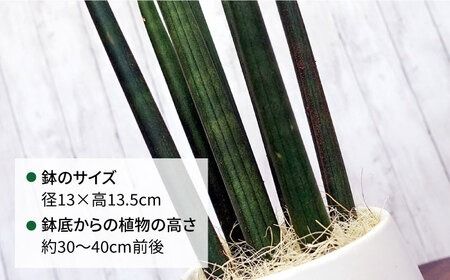 マイナスイオン発生植物『 サンスベリア ・ スタッキー 』 糸島市 / cocoha [AWB025] サンセベリア マイナスイオン 観葉植物 ギフト グリーン 鉢 贈り物 プレゼント