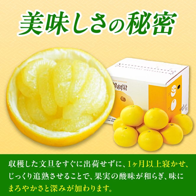 【先行予約】【果樹園直送】土佐文旦 特選品贈答用 約5kg L～2Lサイズ 10～13個入り〈2027年2月中旬～3月中旬頃発送〉  /  ぶんたん ブンタン フルーツ 柑橘 みかん 果物 くだもの 柑橘類 デザート おやつ 高知県 土佐市【白木果樹園】 [BQAI006]