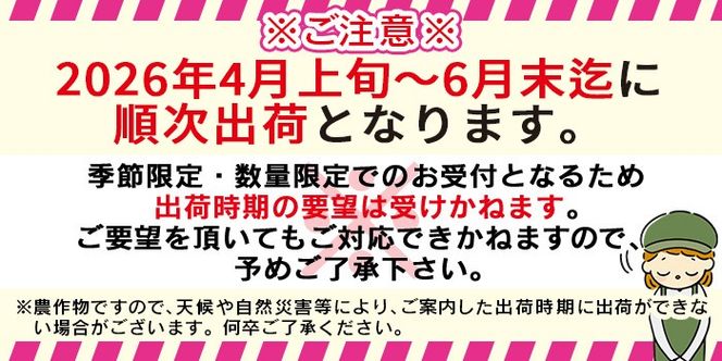 数量限定【2026年発送】＜宮崎県産 太陽のタマゴ A等級 A5Lサイズ×1玉（約650g以上）＞2026年4月上旬～6月末迄に順次出荷【 太陽のタマゴ 完熟マンゴー 完熟 マンゴー フルーツ トロピカルフルーツ 果物 くだもの おいしい 美味しい 甘い あまい 】【b0912_ja】