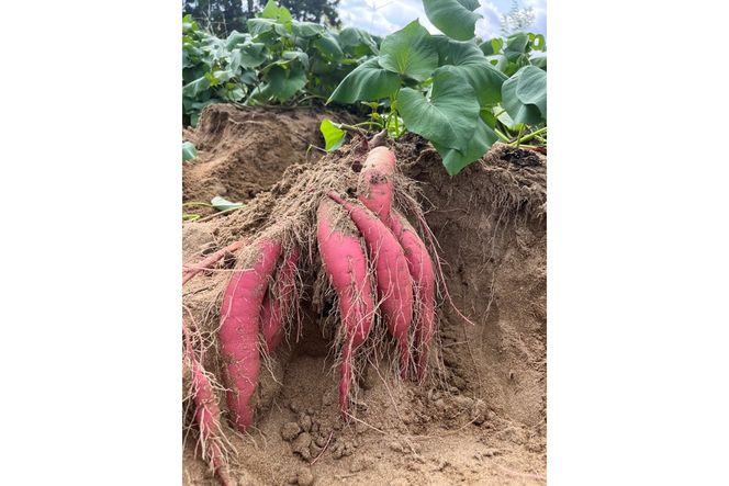 【先行予約／数量限定】訳あり 京丹後産 土付き 紅はるか（さつまいも） 5kg（2026年11月上旬～発送） ご家庭用（優品・無洗・無洗別・特大込み）　HF00015