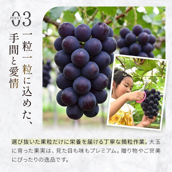 大粒・種なし ピオーネ（ニューピオーネ）2kg ぶどう 葡萄 フルーツ
