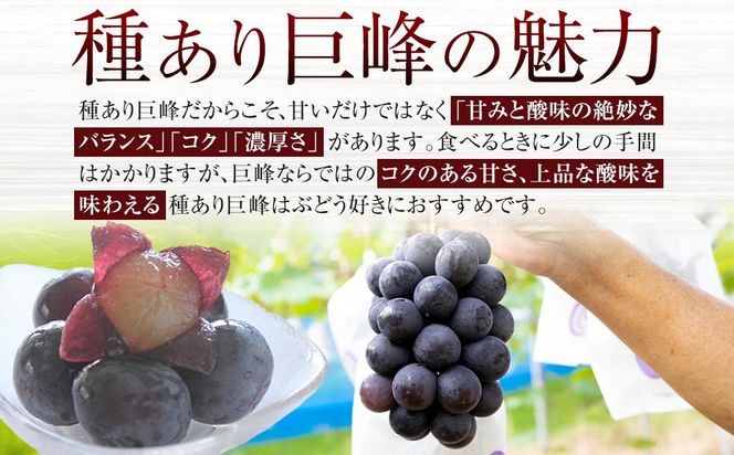 ［先行予約］[産直]有田巨峰村の朝採り巨峰　約2kg★2026年8月中旬頃より順次発送 BZ001